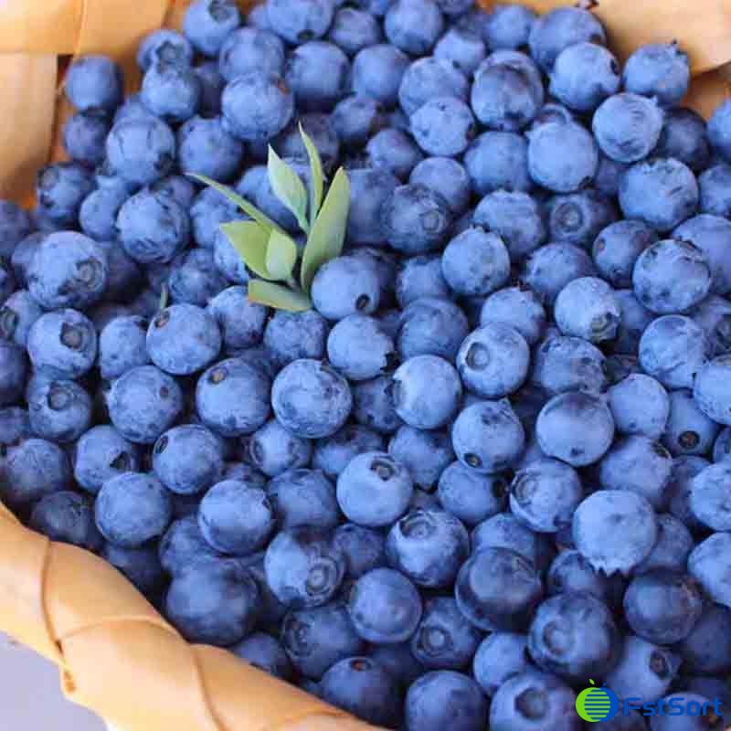 blueberry .jpg blueberry .jpg